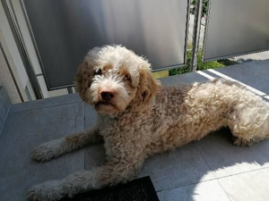 Reinrassiger Lagotto Romagnolo Deckrüden