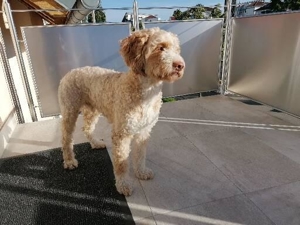 Reinrassiger Lagotto Romagnolo Deckrüden Bild 3