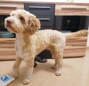 Reinrassiger Lagotto Romagnolo Deckrüden Bild 2