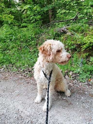Reinrassiger Lagotto Romagnolo Deckrüden Bild 6