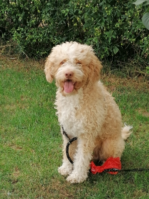 Reinrassiger Lagotto Romagnolo Deckrüden Bild 5