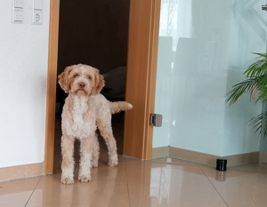 Reinrassiger Lagotto Romagnolo Deckrüden Bild 4