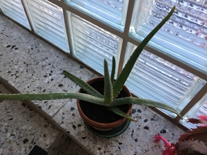 Aloe Vera Pflanzen, verschiedene Größen Bild 5