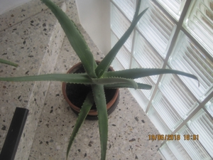 Aloe Vera Pflanzen, verschiedene Größen Bild 4