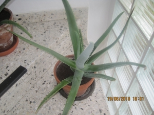 Aloe Vera Pflanzen, verschiedene Größen Bild 1