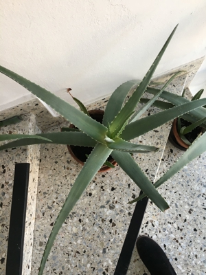 Aloe Vera Pflanzen, verschiedene Größen Bild 6