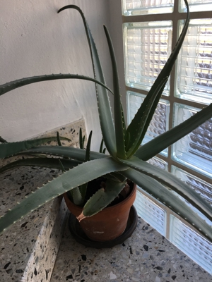 Aloe Vera Pflanzen, verschiedene Größen Bild 7