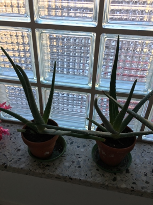 Aloe Vera Pflanzen, verschiedene Größen Bild 8