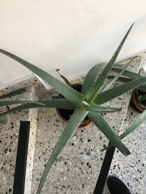Aloe Vera Pflanzen, verschiedene Größen Bild 3