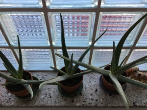 Aloe Vera Pflanzen, verschiedene Größen Bild 2