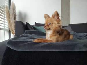 Chihuahua Deckrüde in der Farbe Schoko fawn Bild 5