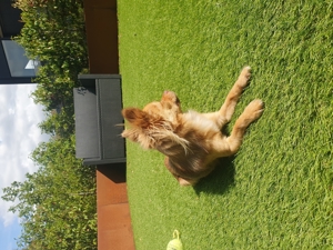 Chihuahua Deckrüde in der Farbe Schoko fawn Bild 8