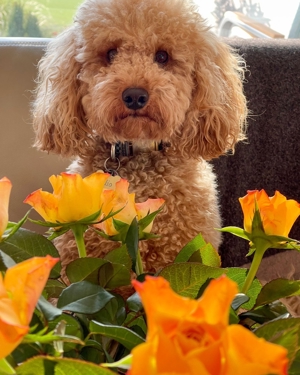 Kein Verkauf!Reinrassige Apricot Fawn Zwergpudel Deckrüde Ahnentafel Gentest Patella Katarakte frei Bild 5
