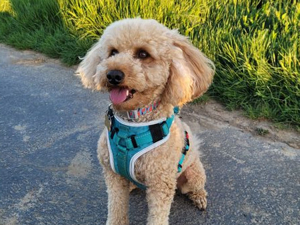 Kein Verkauf!Reinrassige Apricot Fawn Zwergpudel Deckrüde Ahnentafel Gentest Patella Katarakte frei Bild 7