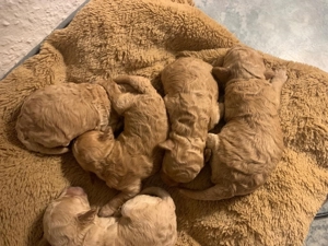 Kein Verkauf!Reinrassige Apricot Fawn Zwergpudel Deckrüde Ahnentafel Gentest Patella Katarakte frei Bild 8