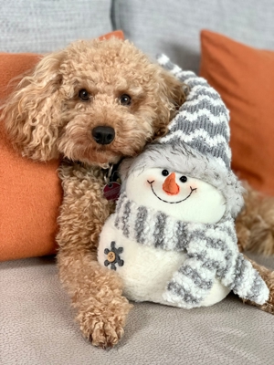 Kein Verkauf!Reinrassige Apricot Fawn Zwergpudel Deckrüde Ahnentafel Gentest Patella Katarakte frei Bild 4