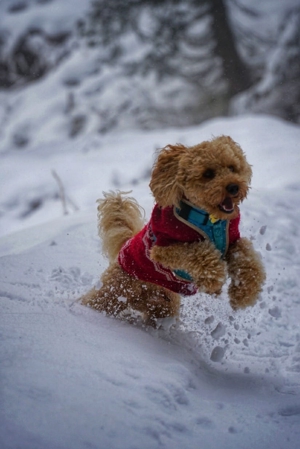 Kein Verkauf!Reinrassige Apricot Fawn Zwergpudel Deckrüde Ahnentafel Gentest Patella Katarakte frei Bild 3