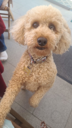 Kein Verkauf!Reinrassige Apricot Fawn Zwergpudel Deckrüde Ahnentafel Gentest Patella Katarakte frei Bild 2