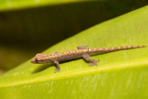 Jungferngeckos