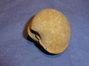 Versteinerung, Fossilie, Mineralien, Sammlungen Bild 3