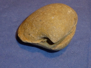 Versteinerung, Fossilie, Mineralien, Sammlungen Bild 2