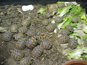 Griechische Landschildkröten