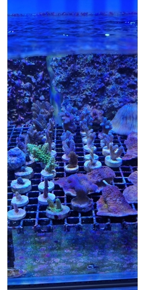 Korallenableger Bild 2