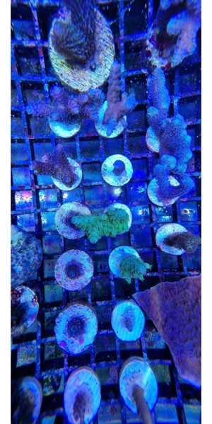 Korallenableger Bild 7