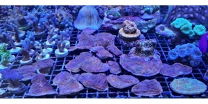 Korallenableger Bild 1