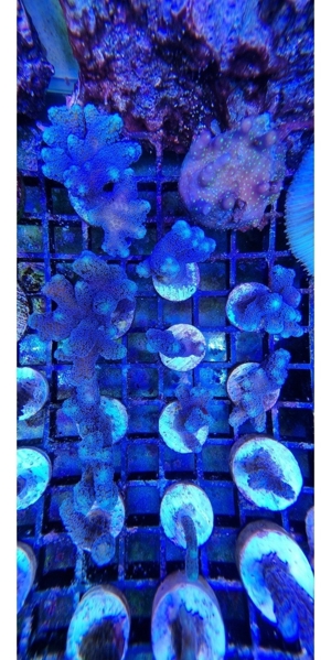 Korallenableger Bild 6