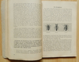 Lehrbuch der Biologie TIERKUNDE mit Anhang "Der menschliche Körper" 1948 Bild 3