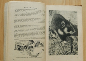 Lehrbuch der Biologie TIERKUNDE mit Anhang "Der menschliche Körper" 1948 Bild 2