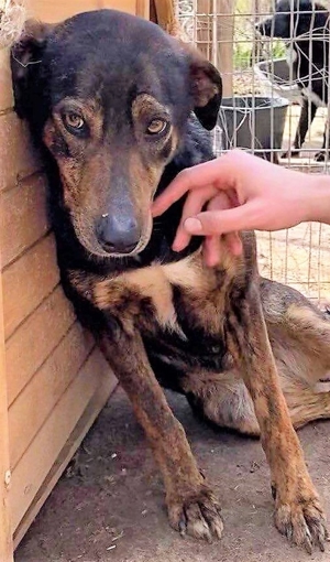 Schüchterne Liri - freundlich & verschmust Bild 4