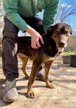 Schüchterne Liri - freundlich & verschmust Bild 7