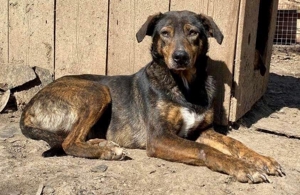 Schüchterne Liri - freundlich & verschmust Bild 3