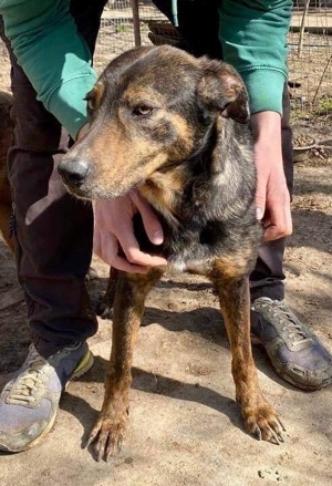 Schüchterne Liri - freundlich & verschmust Bild 8