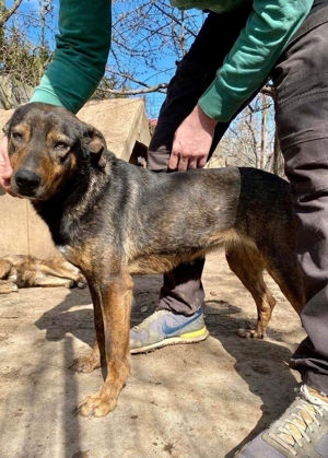 Schüchterne Liri - freundlich & verschmust Bild 6