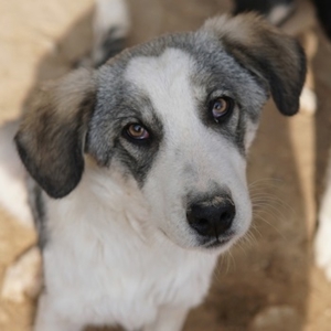 Balou, geb. ca. 05/2022, lebt in GRIECHENLAND, im städt. Tierheim Serres