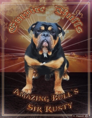 New English Bulldog   Oeb- Old English Bulldog Deckrüde Bild 2