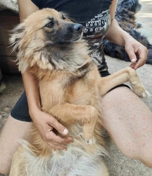 Freundliche Linda ist verspielt und verträglich Bild 16