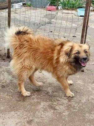 Freundliche Linda ist verspielt und verträglich Bild 9