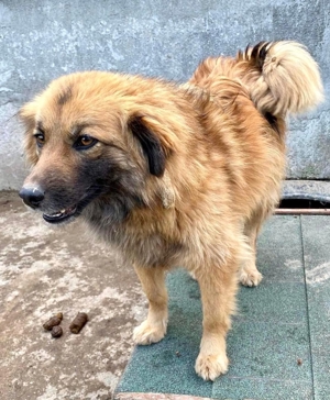 Freundliche Linda ist verspielt und verträglich Bild 5