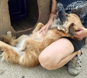 Freundliche Linda ist verspielt und verträglich Bild 14