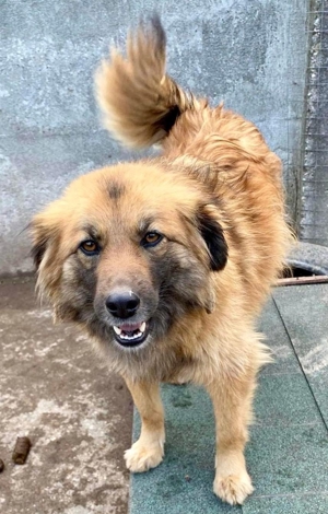 Freundliche Linda ist verspielt und verträglich Bild 11