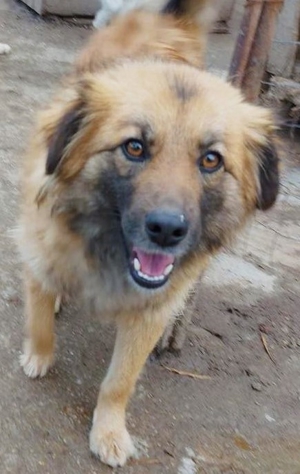 Freundliche Linda ist verspielt und verträglich Bild 4