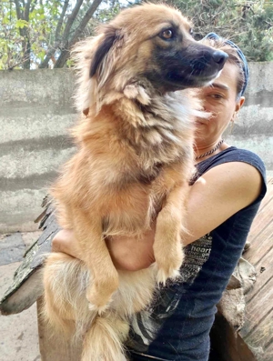 Freundliche Linda ist verspielt und verträglich Bild 18