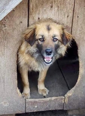 Freundliche Linda ist verspielt und verträglich Bild 13