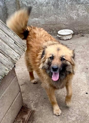 Freundliche Linda ist verspielt und verträglich Bild 6