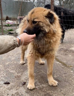 Freundliche Linda ist verspielt und verträglich Bild 7