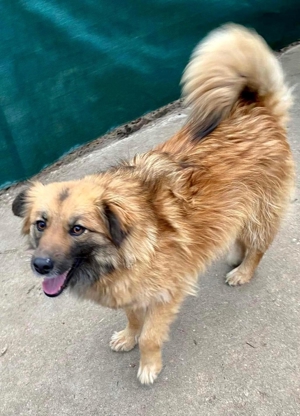 Freundliche Linda ist verspielt und verträglich Bild 12